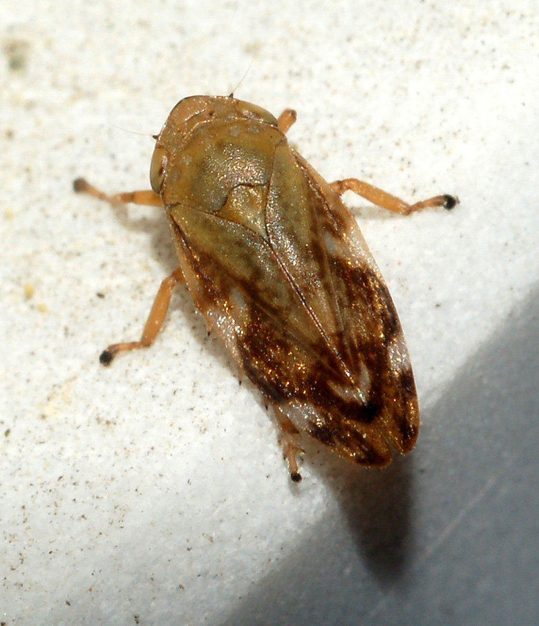 cicadellidae: aiuto id - Aphrophoridae, Philaenus spumarius