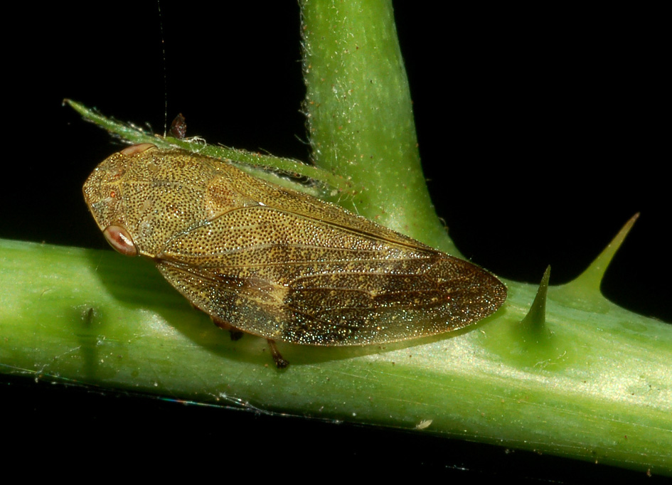 aiuto id....[ Aphrophoridae; Aphrophora alni ]