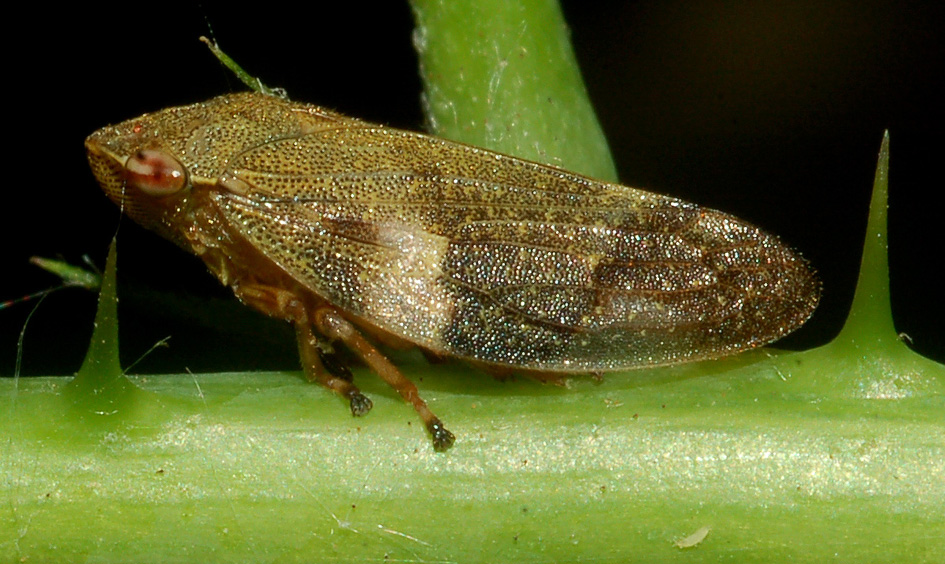 aiuto id....[ Aphrophoridae; Aphrophora alni ]