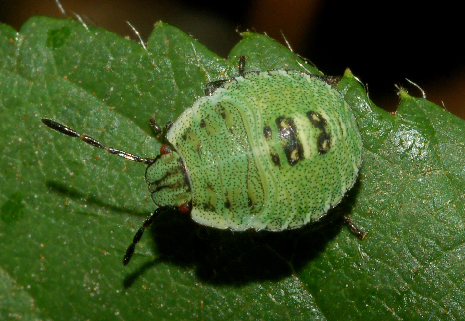 Pentatomidae: ninfa di Palomena prasina di Cornaredo (MI)