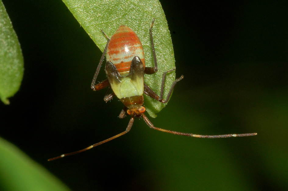 giovane miridae?