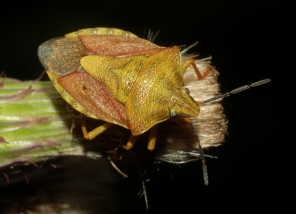 Pentatomidae: Carpocoris cf. purpureipennis di Milano