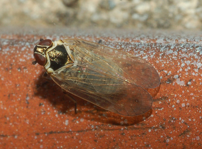 Cixiidae: hyalesthes obsoletus dalla Lombardia