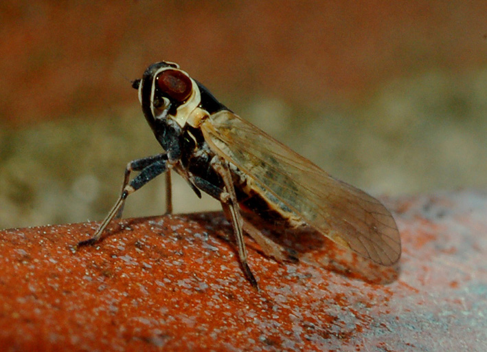 Cixiidae: hyalesthes obsoletus dalla Lombardia