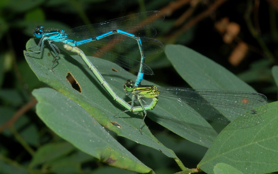 conferma per coenagrion puella