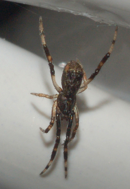 Episinus sp.