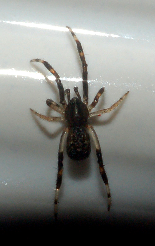 Episinus sp.