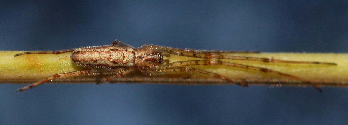 Tetragnatha sp.