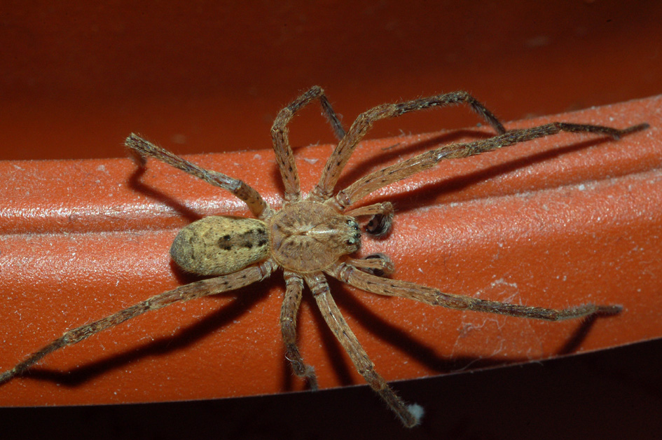 ospite a sorpresa: Zoropsis spinimana