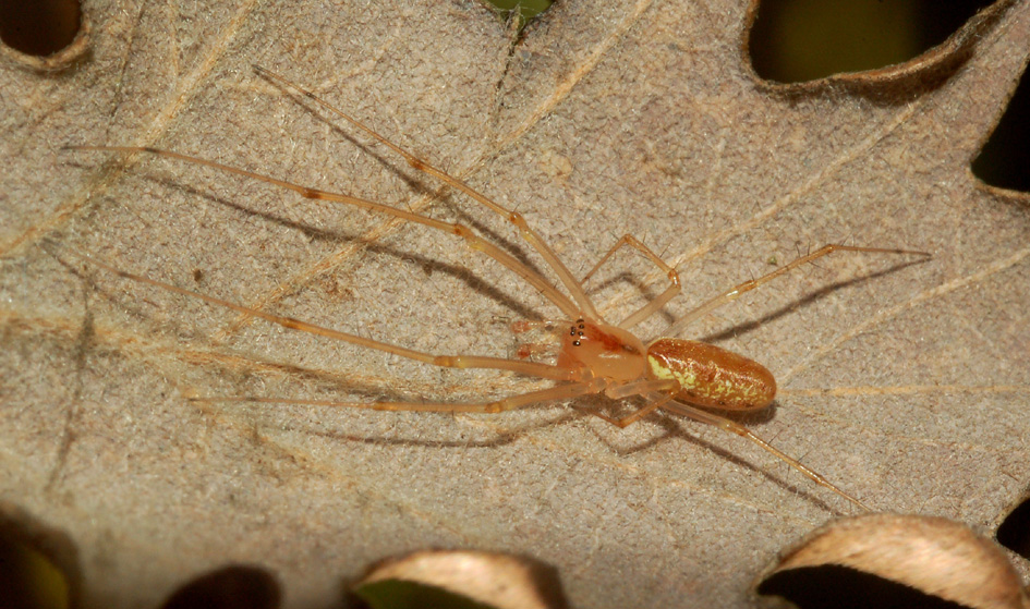 Tetragnatha sp.