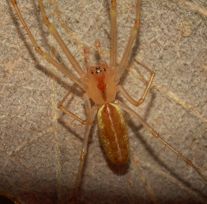 Tetragnatha sp.