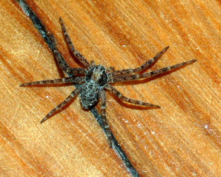 Philodromus sp.