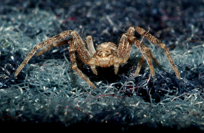 Philodromus sp.