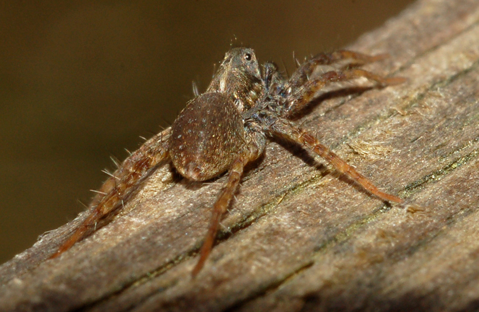 Pardosa sp.