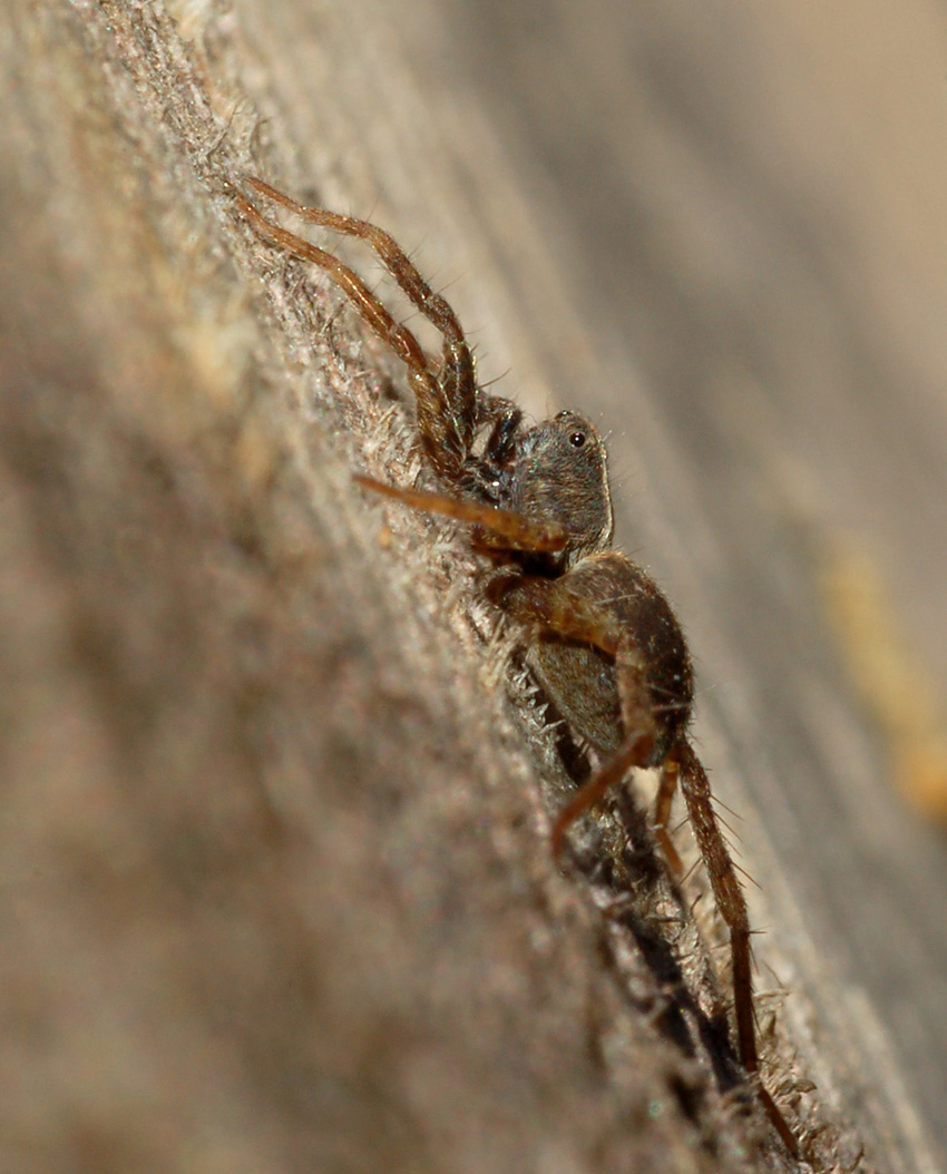 Pardosa sp.