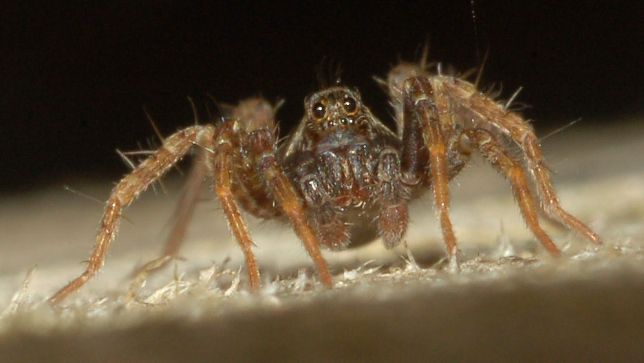 Pardosa sp.