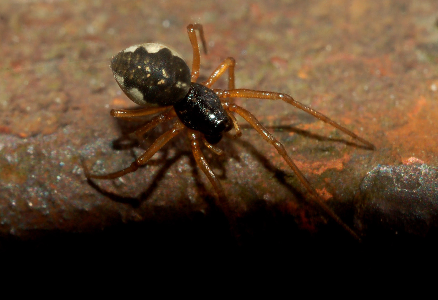 Pachygnatha sp.