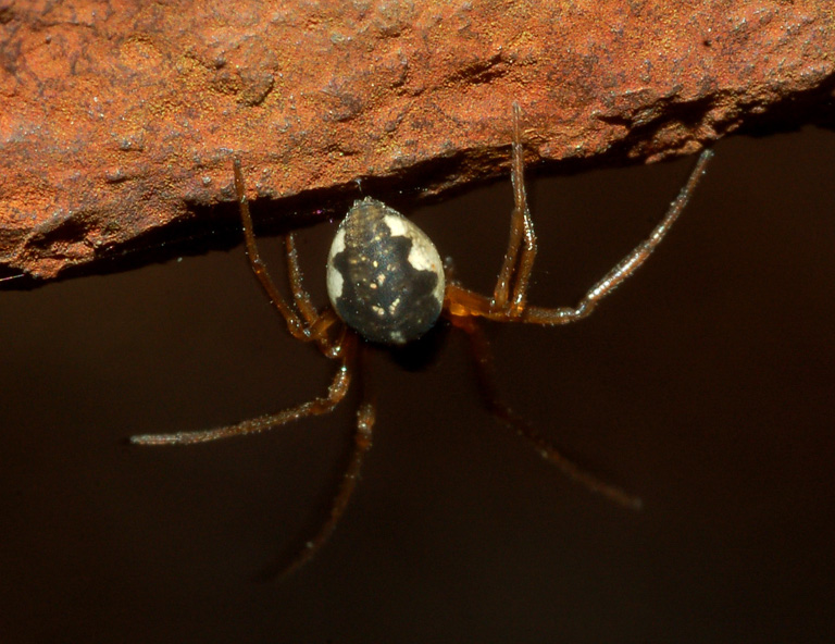 Pachygnatha sp.