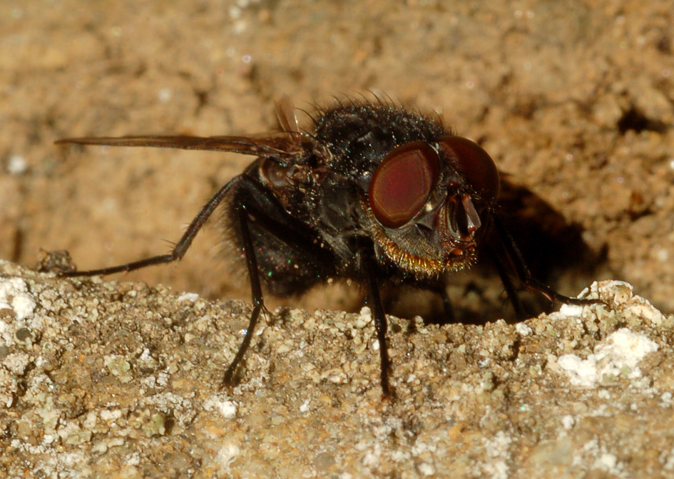 calliphora...