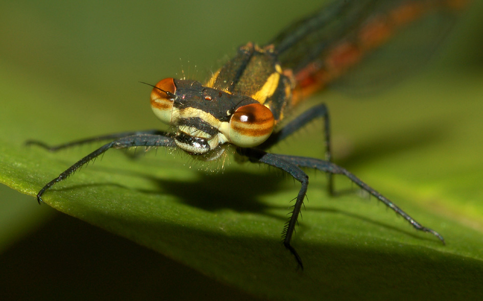 nuova scoperta! Pyrrhosoma d''autunno!!!