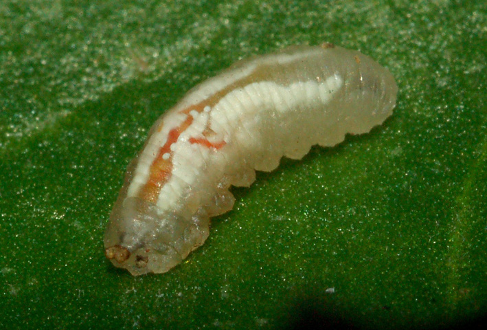 Larva di dittero Syrphidae