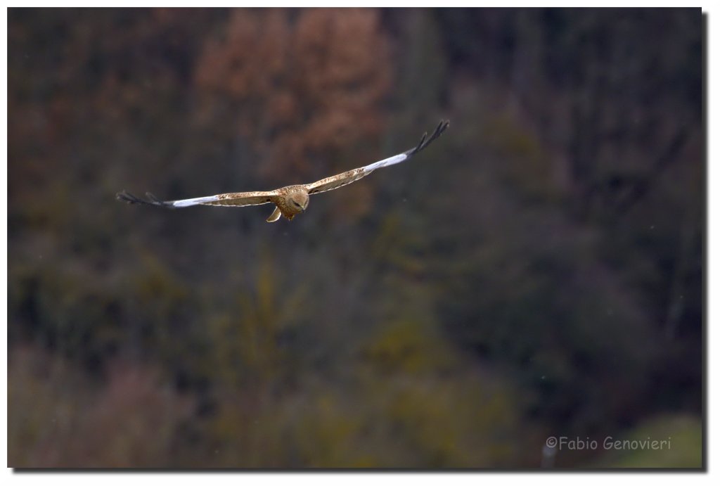 Falco di palude