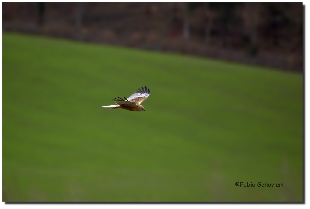 Falco di palude