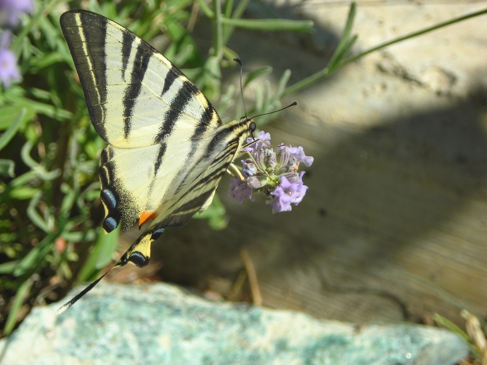 Com si chiama? - Iphiclides podalirius