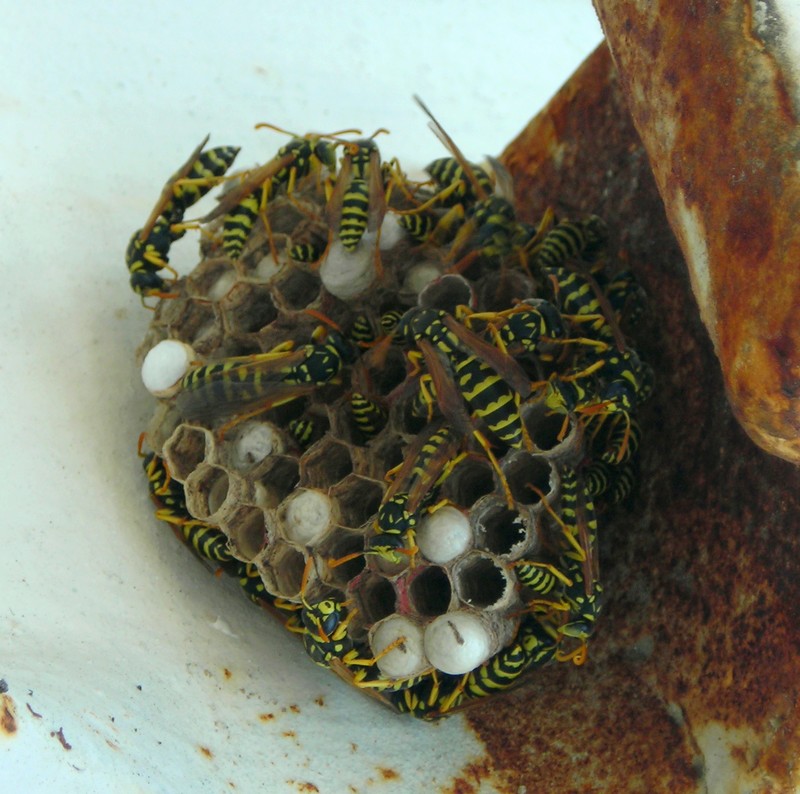 Nido di Polistes gallicus