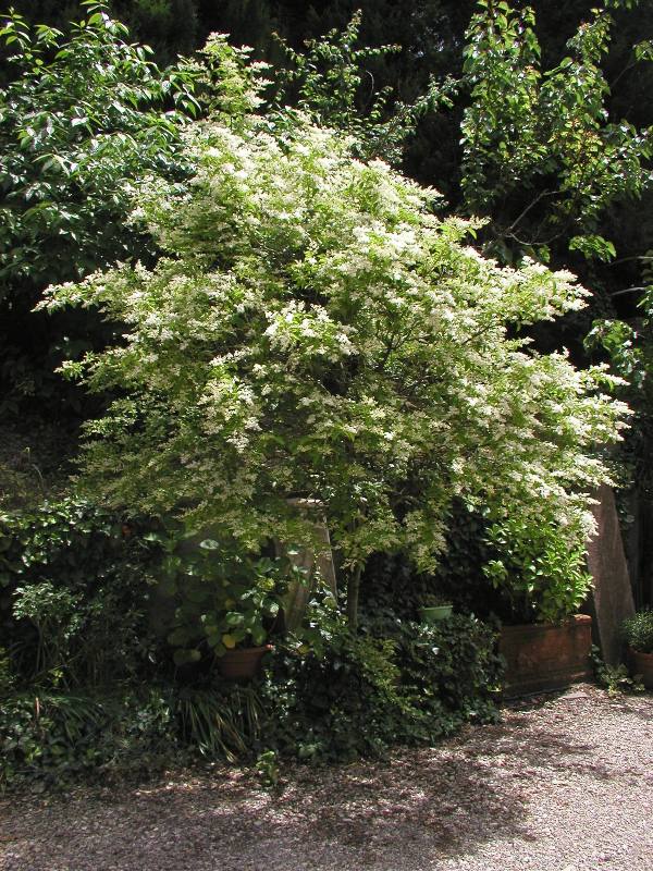 Ligustrum vulgare / Ligustro