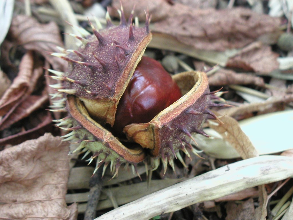 particolari