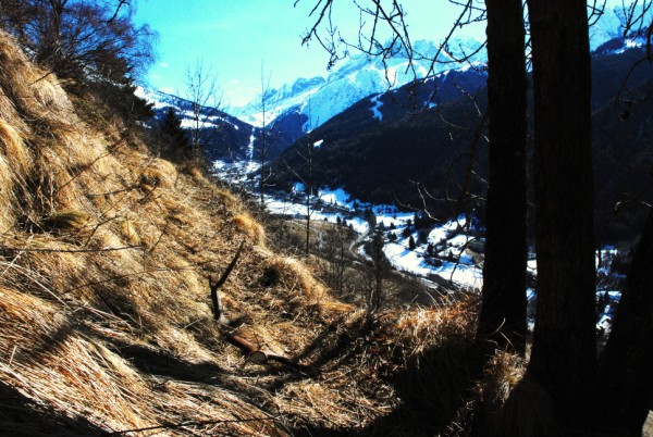 palchi raccolti
