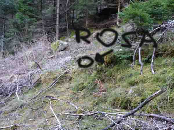 palchi raccolti