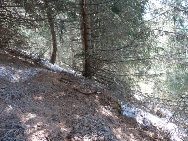 palchi raccolti