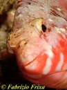 Sparisoma cretense