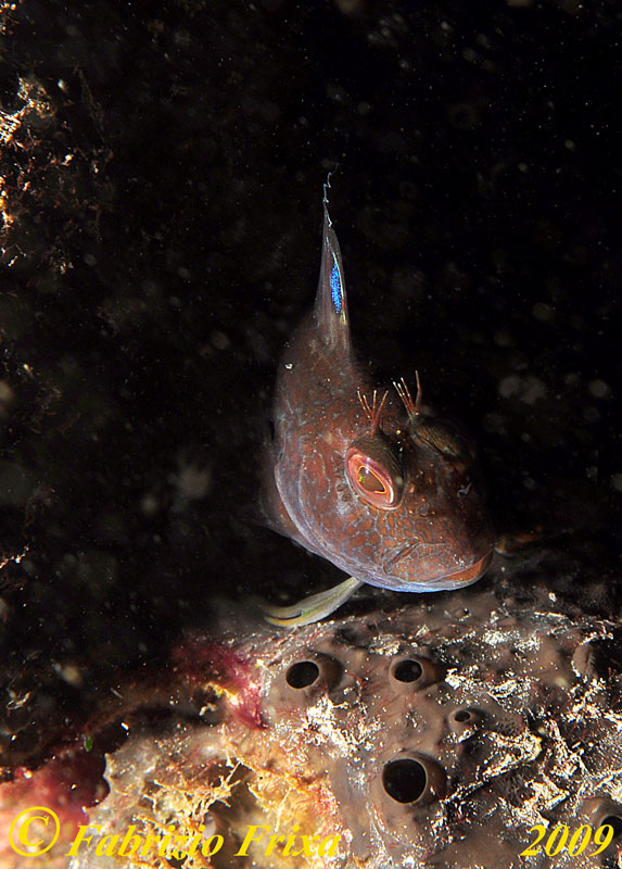 Parablennius pilicornis