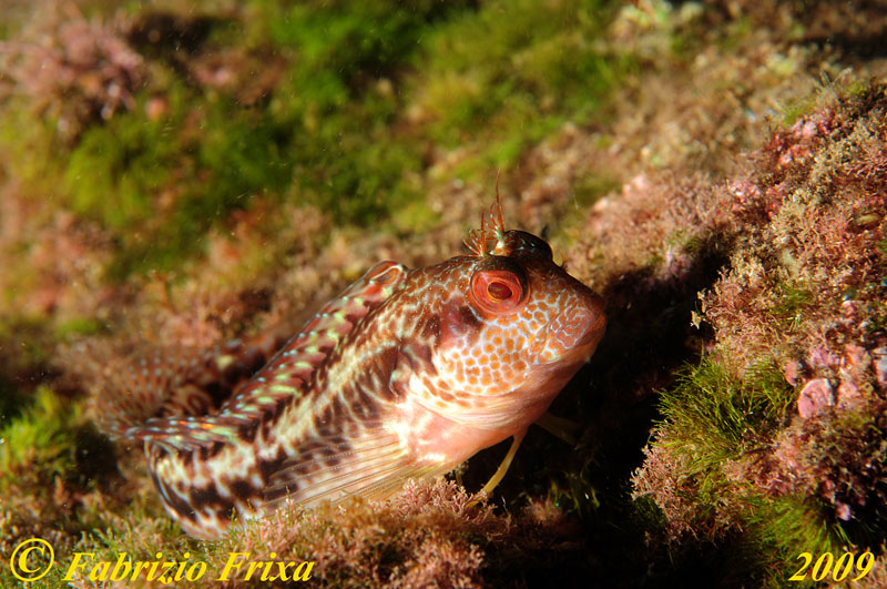 Parablennius pilicornis
