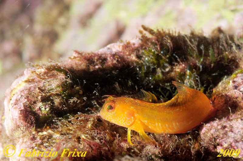 Parablennius pilicornis