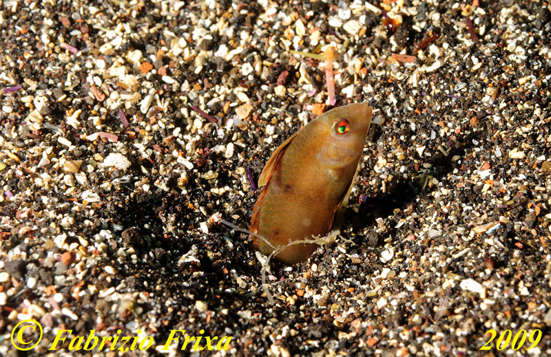 Xyrichtys novacula (giovane).
