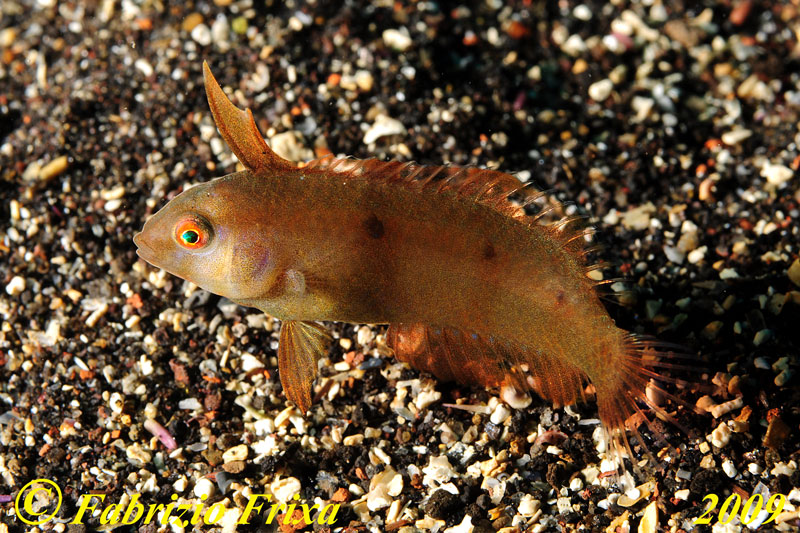Xyrichtys novacula (giovane).