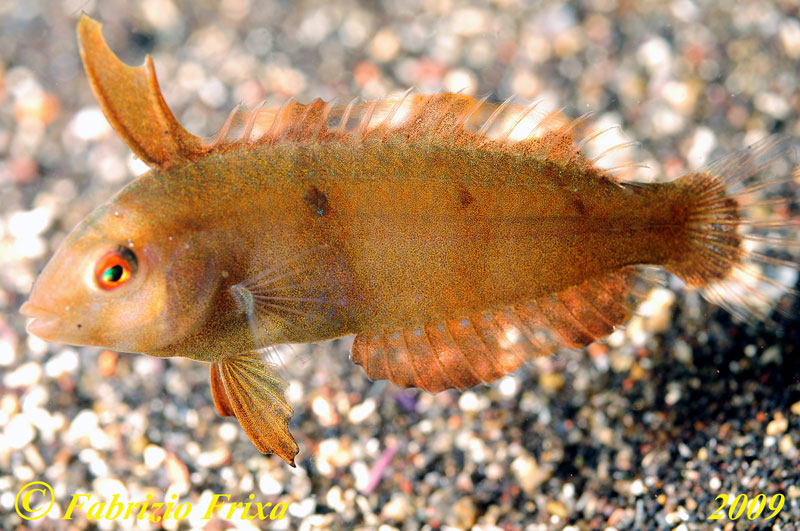 Xyrichtys novacula (giovane).