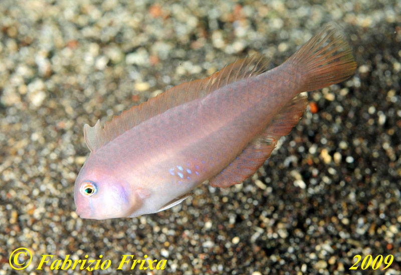 Xyrichtys novacula (giovane).