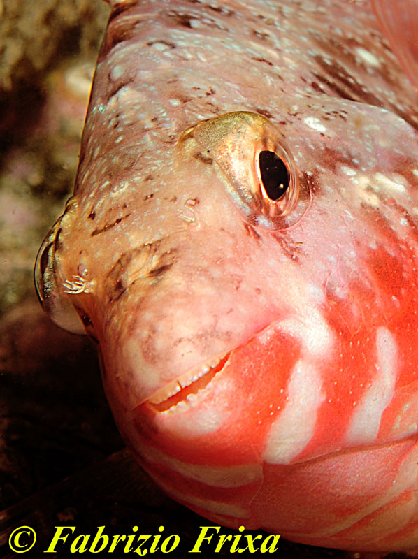 Sparisoma cretense