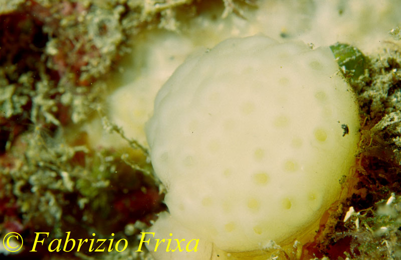 Ascidia