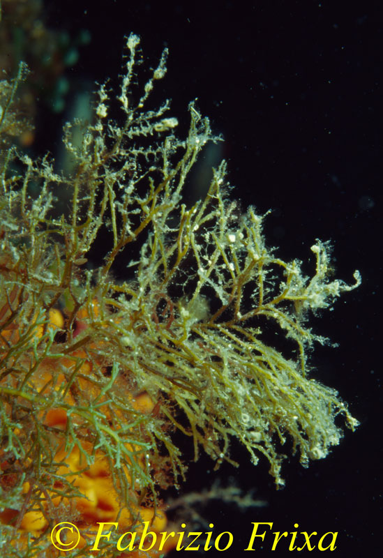Cystoseira sp.