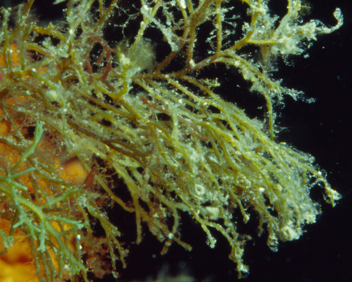 Cystoseira sp.