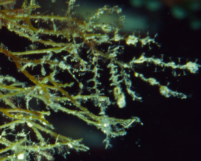 Cystoseira sp.