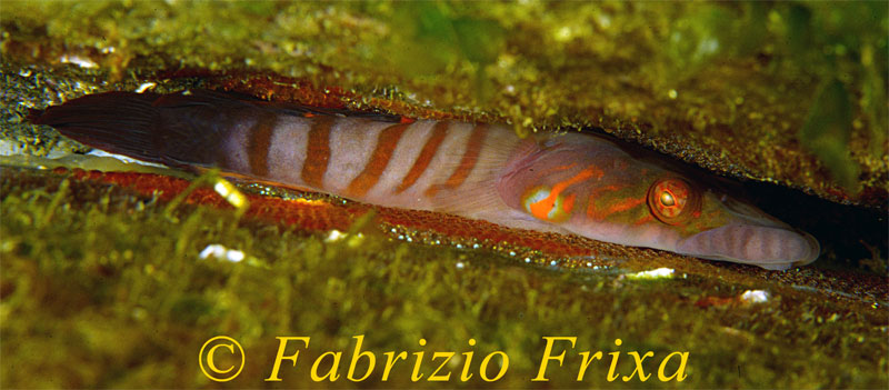 Lepadogaster candolii (Risso, 1810)