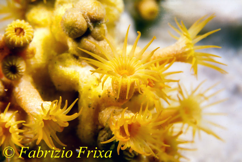 Parazoanthus axinellae