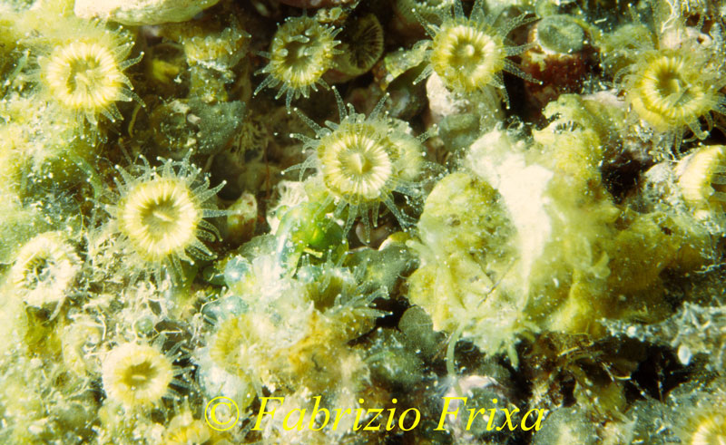 Parazoanthus axinellae